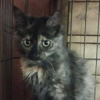 Justine -  Domestic Long Hair and Tortoiseshell Cat for Adoption in Wyandotte, Michigan - Justine | PetCurious