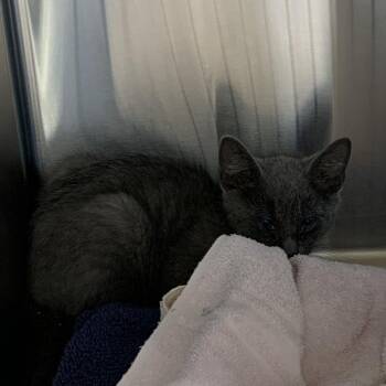 Gummy Cluster -  Domestic Short Hair Cat for Adoption in Morganton, North Carolina - Gummy Cluster | PetCurious