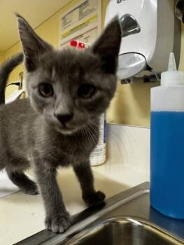 Domestic Short Hair Cats Available for Adoption in Fremont, California - A198049 | PetCurious