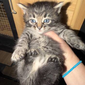 Popsicle -  Domestic Long Hair and Maine Coon Cat Available for Adoption in Santa Susana, California - Popsicle | PetCurious