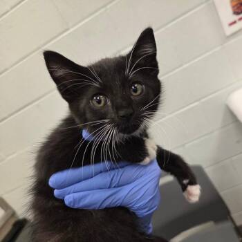 Rascal -  Domestic Short Hair Cat for Adoption in Chattanooga, Tennessee - Rascal | PetCurious