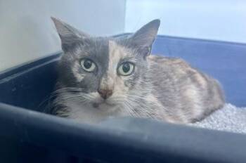 Ditto -  Domestic Short Hair Cat for Adoption in Palm Coast, Florida - Ditto | PetCurious