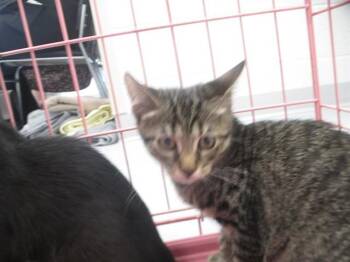 COWBOY -  Domestic Short Hair Cat for Adoption in Ocala, Florida - COWBOY | PetCurious