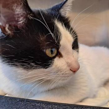 Beckett -  Domestic Short Hair Cat for Adoption in Rock Falls, Illinois - Beckett | PetCurious