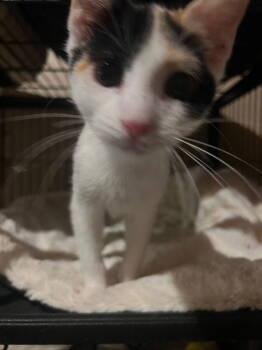 Rescue Domestic Short Hair Cats for Adoption in Cromwell, Kentucky - Aurora | PetCurious