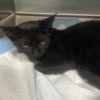 Freddy -  Domestic Short Hair Cat for Adoption in Corbin, Kentucky - Freddy | PetCurious
