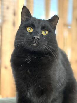 Rescue Domestic Short Hair Cats for Adoption in Germansville, Pennsylvania - Scott | PetCurious