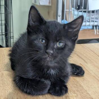 George -  Domestic Short Hair Cat for Adoption in San Antonio, Texas - George | PetCurious