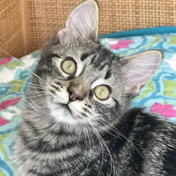 Pepper 2 -  Domestic Short Hair Cat for Adoption in Cumming, Georgia - Pepper 2 | PetCurious