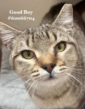 Tabby Cats Available for Adoption - Good Boy | PetCurious
