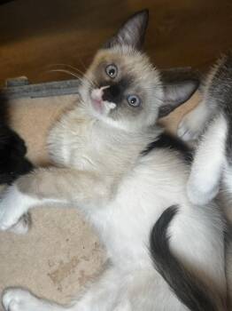 Chaos -  Siamese and Domestic Short Hair Cat for Adoption in Seal Beach, California - Chaos | PetCurious