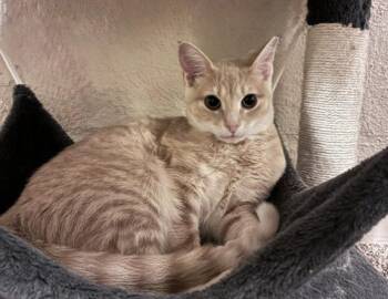 Shelby -  Domestic Short Hair Cat for Adoption in Columbus, Indiana - Shelby | PetCurious