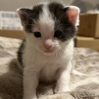 Opie -  Domestic Medium Hair Cat for Adoption in Jefferson City, Tennessee - Opie | PetCurious