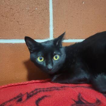 Rescue Domestic Short Hair Cats for Adoption in Cabot, Arkansas - Meadow | PetCurious