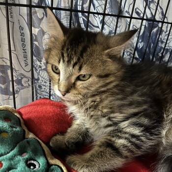 Sheldon -  Domestic Medium Hair Cat for Adoption in Waldorf, Maryland - Sheldon | PetCurious