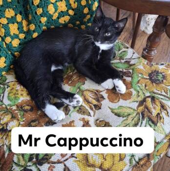 Rescue Domestic Short Hair Cats for Adoption in Gresham, Wisconsin - CAPPUCCINO | PetCurious