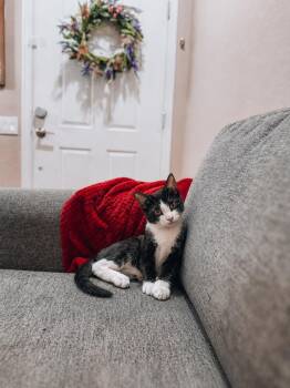 Moo -  Tuxedo Cat for Adoption in Goodyear, Arizona - Moo | PetCurious