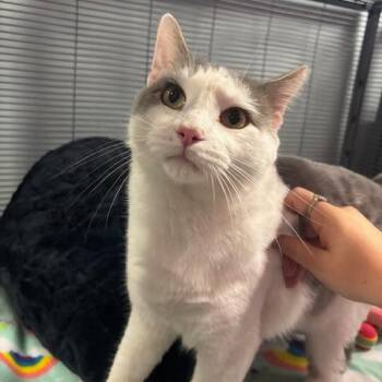 McFlurry -  Domestic Short Hair Cat for Adoption in Mooresville, North Carolina - McFlurry | PetCurious