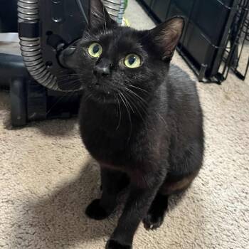 Rescue Domestic Short Hair Cats for Adoption in Warr Acres, Oklahoma - Gaga | PetCurious