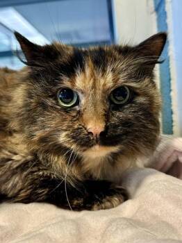 Minnie (BONDED) -  Domestic Long Hair Cat for Adoption in Wichita, Kansas - Minnie (BONDED) | PetCurious