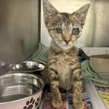 LEX -  Domestic Short Hair Cat for Adoption in San Antonio, Texas - LEX | PetCurious