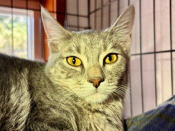 Rescue Domestic Short Hair Cats for Adoption in Thompson Falls, Montana - Timothy | PetCurious