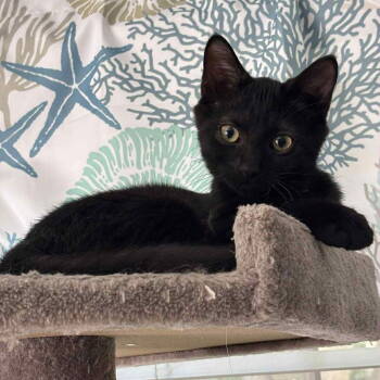 Rescue Domestic Short Hair Cats for Adoption in Littlestown, Pennsylvania - Tippi (Foster Kitten) | PetCurious