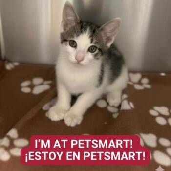 Rescue Domestic Short Hair Cats for Adoption in Carrollton, Texas - Dominic | PetCurious
