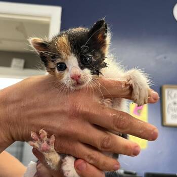 Inky -  Domestic Short Hair Cat for Adoption - Inky | PetCurious