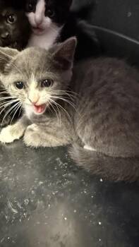 PIPER -  Domestic Medium Hair Cat for Adoption in Jacksonville, Florida - PIPER | PetCurious