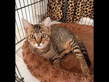 Poppi -  Domestic Short Hair Cat for Adoption in Dover, Tennessee - Poppi | PetCurious
