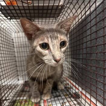 Domestic Short Hair Cats Available for Adoption in Edinburg, Texas - Divina | PetCurious