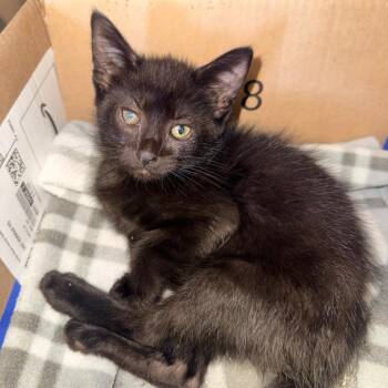 Binx -  Domestic Short Hair Cat Available for Adoption in Corinth, Mississippi - Binx | PetCurious