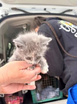 Abbott Kitten 5 -  Domestic Short Hair Cat for Adoption in Morgantown, Kentucky - Abbott Kitten 5 | PetCurious