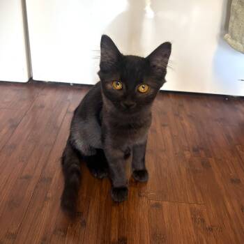 Sofia Purrgara -  Domestic Medium Hair Cat for Adoption in Springfield, Oregon - Sofia Purrgara | PetCurious