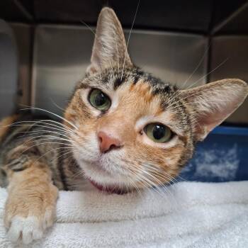 Domestic Short Hair Cats Available for Adoption - Harper | PetCurious