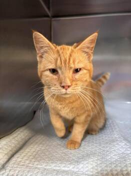Domestic Short Hair Cats Available for Adoption in Statesboro, Georgia - Canary | PetCurious