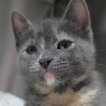 Alabama -  Domestic Short Hair Cat for Adoption in Michigan City, Indiana - Alabama | PetCurious