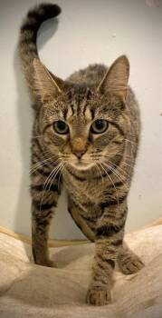 Rescue Domestic Short Hair Cats for Adoption in Ridgeside, Tennessee - Julia | PetCurious