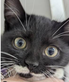 Rescue Domestic Short Hair Cats for Adoption in Hollister, Missouri - Domino | PetCurious