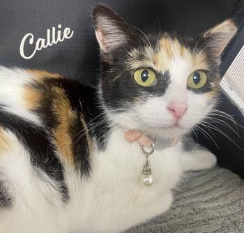 Calico and Domestic Short Hair Cats Available for Adoption - Callie #beauty-to-her-core | PetCurious