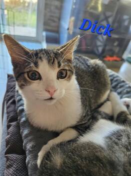 Dick -  Domestic Short Hair Cat for Adoption in Kitchener, Ontario - Dick | PetCurious