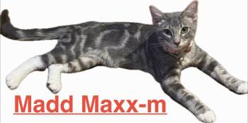 Mad Max 26 -  Tabby and Domestic Short Hair Cat for Adoption in Brookhaven, Mississippi - Mad Max 26 | PetCurious