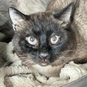 Snowshoe Cats Available for Adoption in New York, New York - Marlin | PetCurious