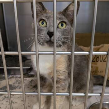 Domestic Short Hair Cats Available for Adoption in Lynchburg, Virginia - Tweety | PetCurious