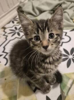 Jacobie -  Domestic Short Hair Cat for Adoption in Fort Worth, Texas - Jacobie | PetCurious