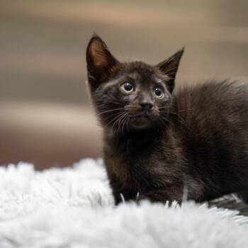 Tala -  Domestic Short Hair Cat for Adoption in Gainesville, Georgia - Tala | PetCurious