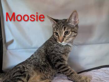 Moosie Heber -  Tabby Cat for Adoption in Chandler, Arizona - Moosie Heber | PetCurious
