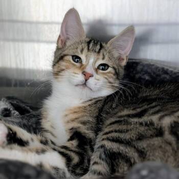 Professor Conrad -  Domestic Short Hair Cat for Adoption in Seattle, Washington - Professor Conrad | PetCurious