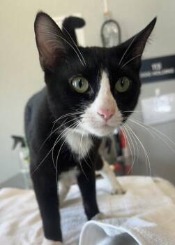 Kevyn -  Domestic Short Hair Cat for Adoption in Lafayette, Indiana - Kevyn | PetCurious